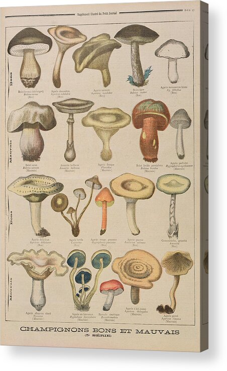 Mushroom Acrylic Print featuring the drawing Good And Bad Mushrooms by French School