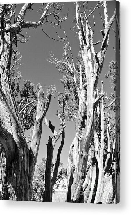  Acrylic Print featuring the photograph Grand Canyon Trees by Sharron Cuthbertson