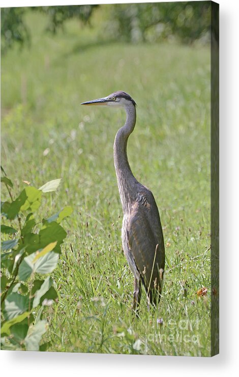 Great Blue Heron Acrylic Print featuring the photograph Great Blue Heron by Kerri Farley