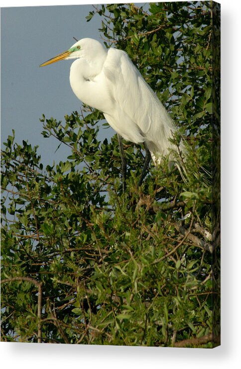 Egret Acrylic Print featuring the photograph Great Egret in a Tree by Larry Allan