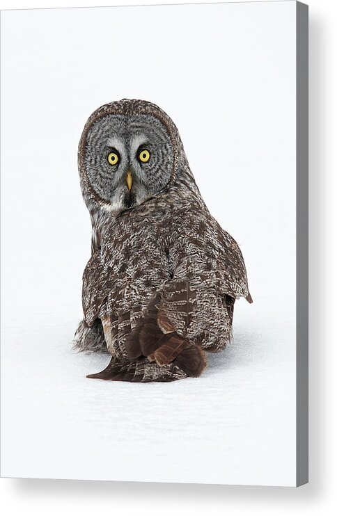 White Background Acrylic Print featuring the photograph Great Grey by Jim Cumming