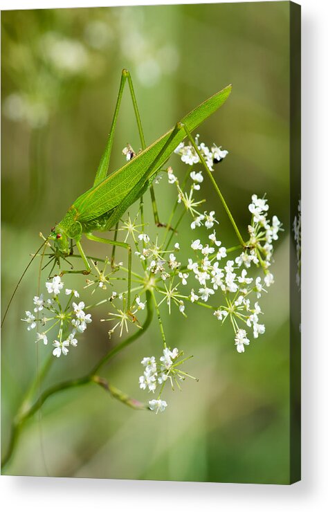 Grasshopper Acrylic Print featuring the photograph Green Grasshopper by Andreas Berthold