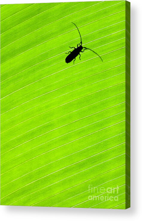 Costa Rica Acrylic Print featuring the photograph Green leaf background with a bug by Anna Om