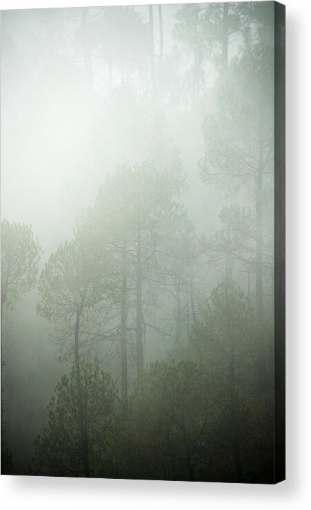 Landscape Acrylic Print featuring the photograph Green Mist by Rajiv Chopra