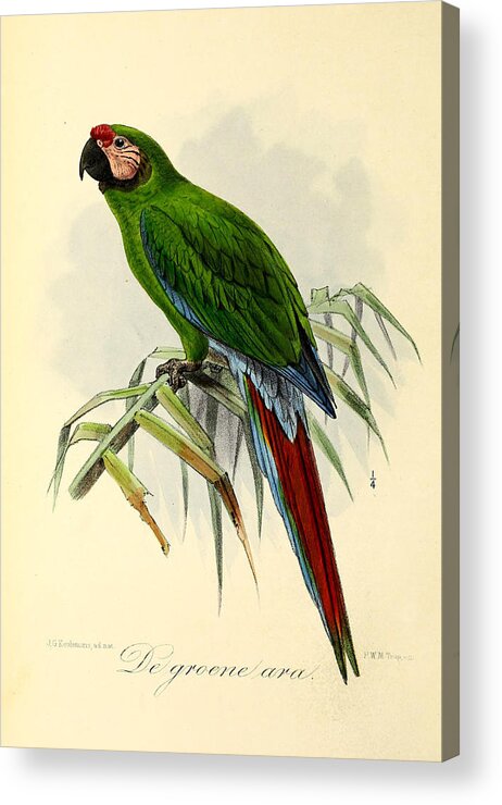 Green Parrot Acrylic Print featuring the painting Green Parrot by Dreyer Wildlife Print Collections 
