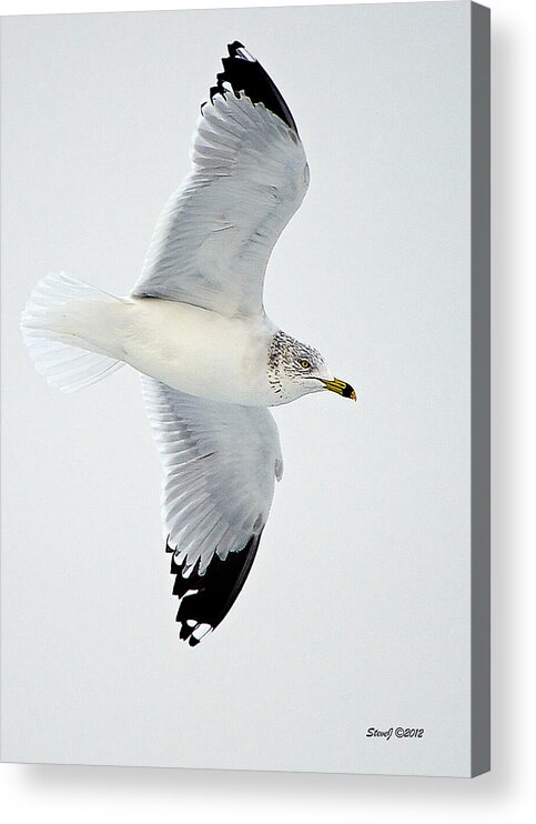 Gull Acrylic Print featuring the photograph Gull Fly-By by Stephen Johnson