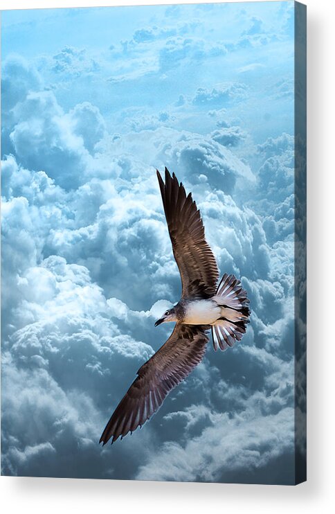 Bird Acrylic Print featuring the photograph Gull on Teal Clouds by Bill and Linda Tiepelman