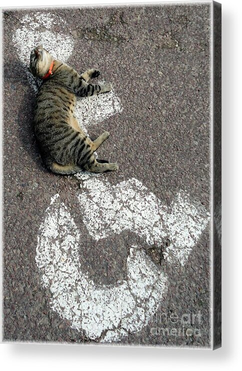 Cat Acrylic Print featuring the photograph Handicat Parking by Barbie Corbett-Newmin