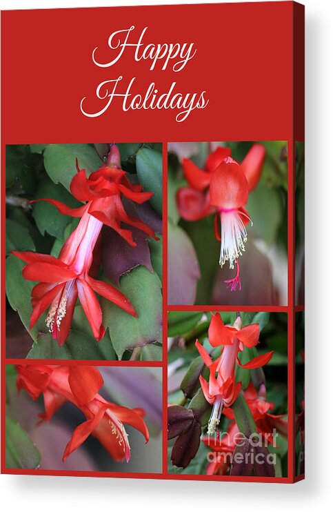 Christmas Cactus Acrylic Print featuring the photograph Happy Holidays Natural Christmas Card or Canvas by Carol Groenen