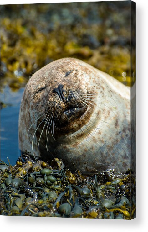 Seal Acrylic Print featuring the photograph Happy Seal Relaxing In The Seaweed by Andreas Berthold