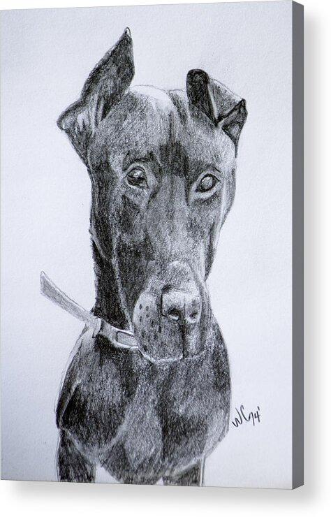 Graphite Acrylic Print featuring the drawing Harly by Wade Clark