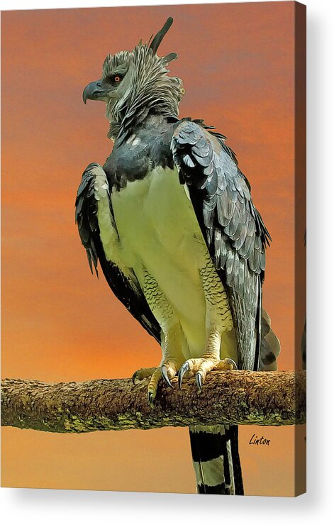 Harpy Eagle Acrylic Print featuring the digital art Harpy Eagle 2 by Larry Linton