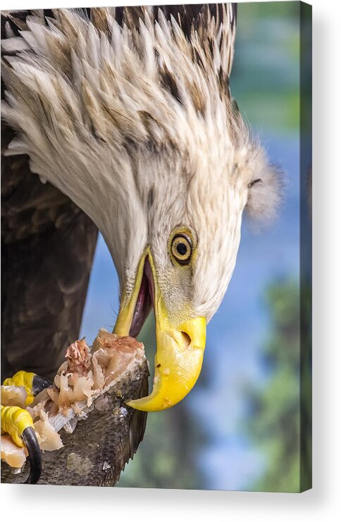 Eagle Acrylic Print featuring the photograph Harriet Has Some Sushi by Bill and Linda Tiepelman