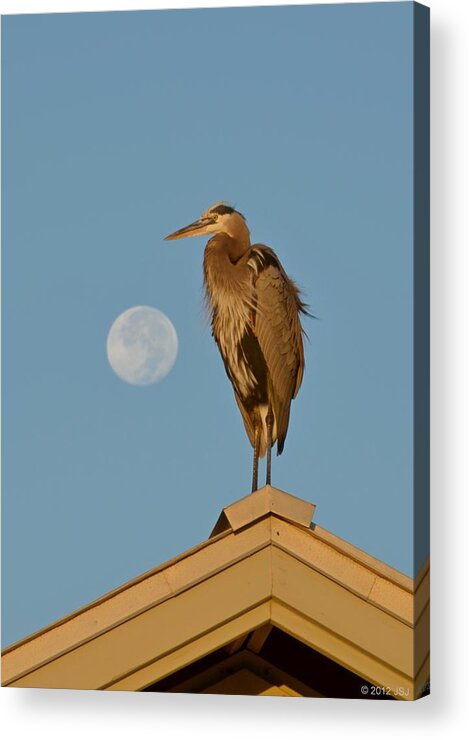 Nature Acrylic Print featuring the photograph Harry the Heron Ponders a Trip to the Full Moon by Jeff at JSJ Photography