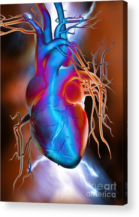 Heart Acrylic Print featuring the photograph Heart Attack by Mike Agliolo
