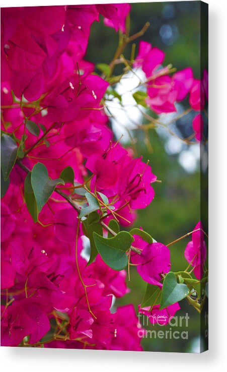 Claudias Art Dream Acrylic Print featuring the photograph Hearts And Flowers by Claudia Ellis