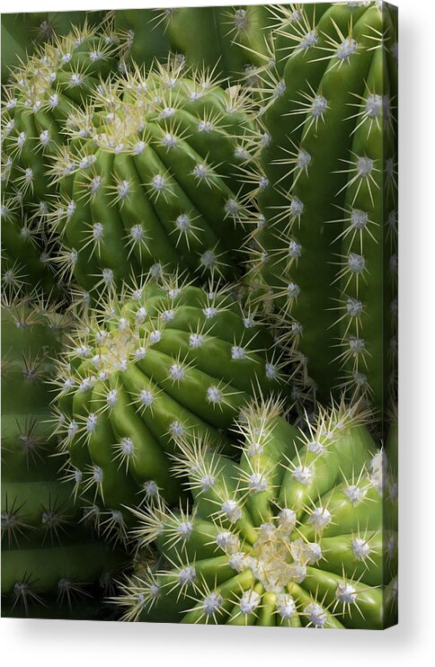 Hedgehog Cactus Acrylic Print featuring the photograph Hedgehog Cactus Echinopsis by Ram Vasudev