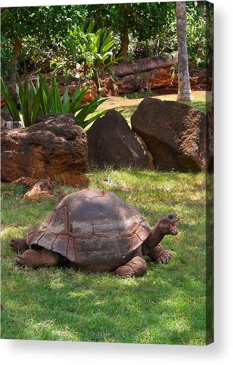 Galapagos Turtle Acrylic Print featuring the photograph Hey - What About Me by Michele Myers