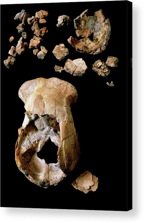 Homo Erectus Acrylic Print featuring the photograph Homo Erectus Skulls by John Reader/science Photo Library