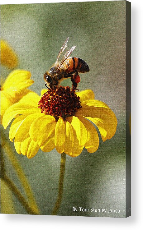 Honey Bee And Brittle Bush Flower Acrylic Print featuring the photograph Honey Bee And Brittle Bush Flower by Tom Janca