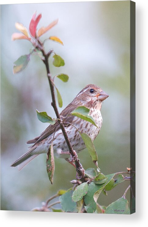 Birdfeeder Visitors Acrylic Print featuring the photograph House Sparrow in the Apple Tree by Kristin Hatt
