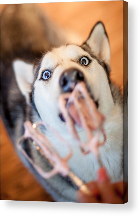 Husky Acrylic Print featuring the photograph Hungry Eyes by April Reppucci