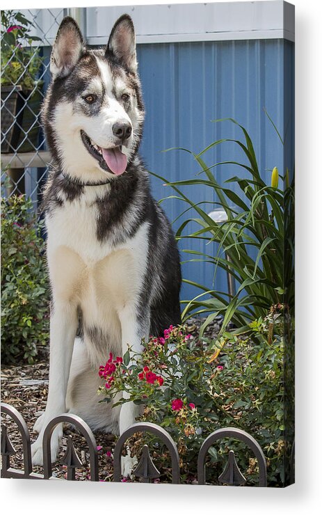 Husky Acrylic Print featuring the photograph Husky by Bill Linhares