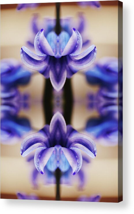Purple Acrylic Print featuring the photograph Hyazinth by Silvia Otte