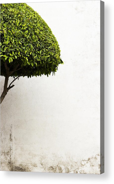Green Tree Acrylic Print featuring the photograph Hypnotic Tree by Prakash Ghai