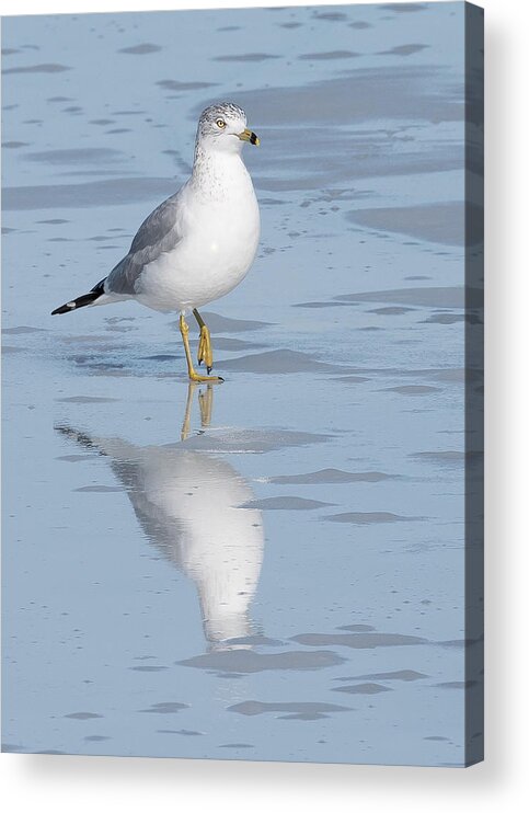 Bird Acrylic Print featuring the photograph Ice Fishing by Jennifer Grossnickle