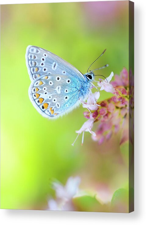 Insect Acrylic Print featuring the photograph In His Own Little World by Stillbelieven
