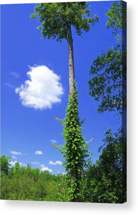 Tree Acrylic Print featuring the photograph Incoming by Jim Whalen