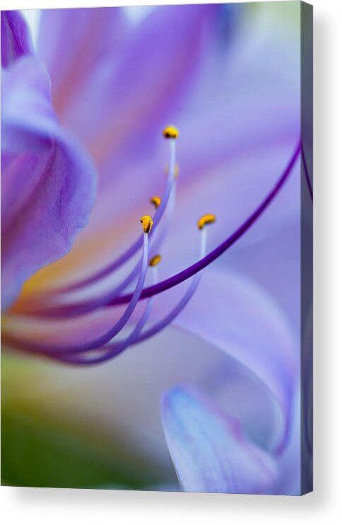 Flower Acrylic Print featuring the photograph Intimate Details by Bill and Linda Tiepelman