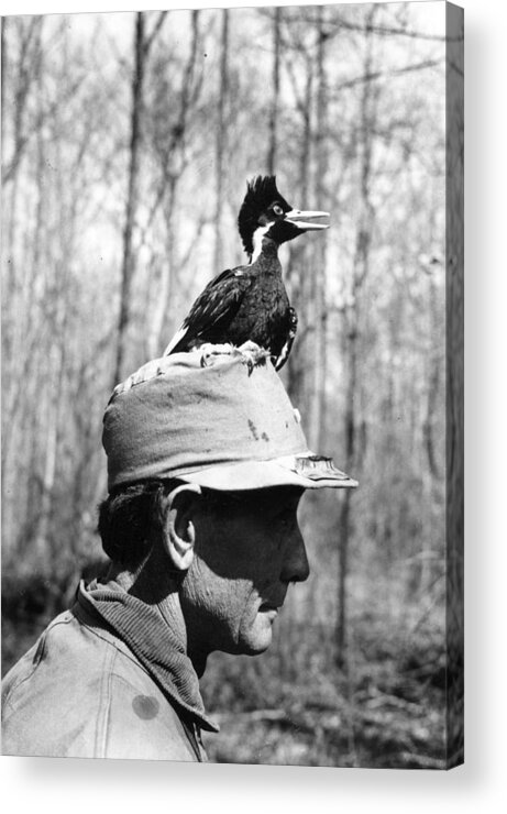 Bird Acrylic Print featuring the photograph Ivory-billed Woodpecker Nestling by James T. Tanner