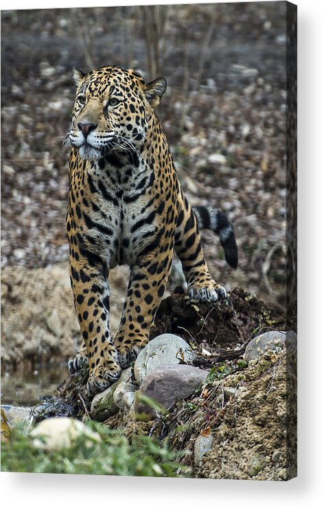 Jaguar Acrylic Print featuring the photograph Jaguar by Phil Abrams