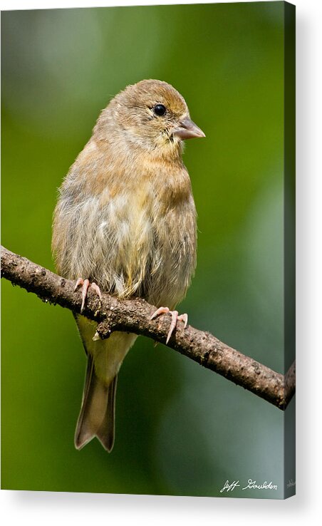 American Goldfinch Acrylic Print featuring the photograph Juvenile American Goldfinch by Jeff Goulden