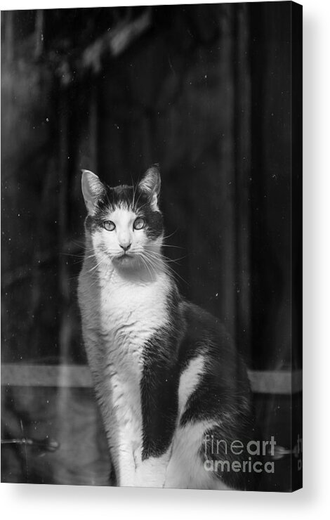 Cheryl Baxter Photography Acrylic Print featuring the photograph Kitty in the Window by Cheryl Baxter