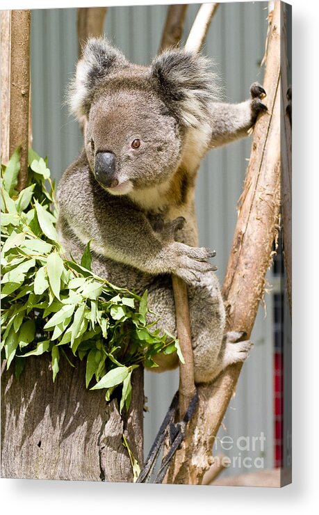 Koala Acrylic Print featuring the photograph Koala by Steven Ralser