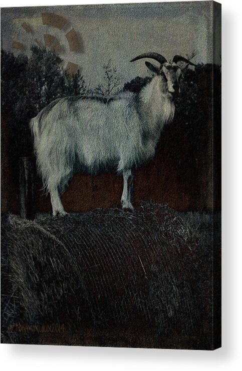 Capra Acrylic Print featuring the photograph La Capra - The Goat by Mimulux Patricia No