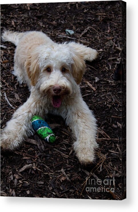 White Acrylic Print featuring the photograph Labradoodle at Play by Sandra Clark