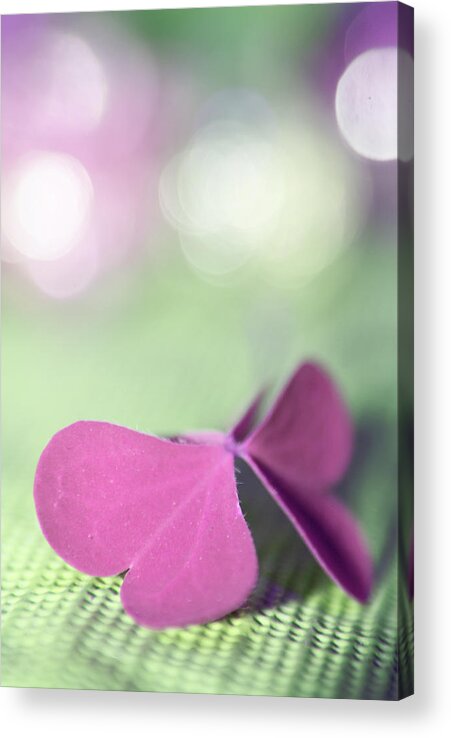 Still Life Photographs Photographs Acrylic Print featuring the photograph Le Papillon - The Butterfly -m31 by Variance Collections