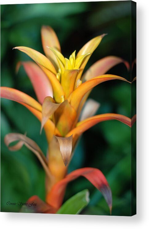 Bromeliad Acrylic Print featuring the photograph Less Than Perfect - Bromeliad by Connie Fox