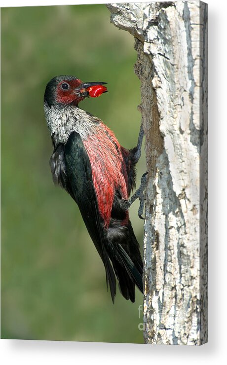 Animal Acrylic Print featuring the photograph Lewiss Woodpecker With Fruit In Beak by Anthony Mercieca