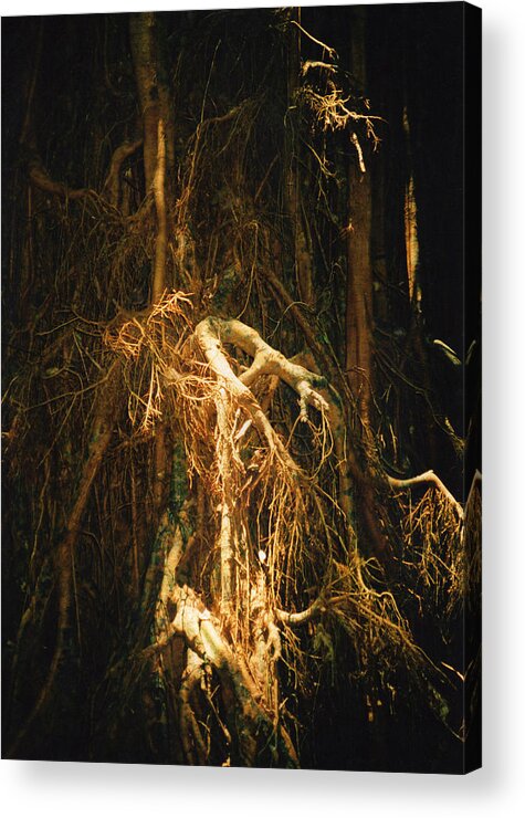 Giant Fig Acrylic Print featuring the photograph Light Roots by Evelyn Tambour