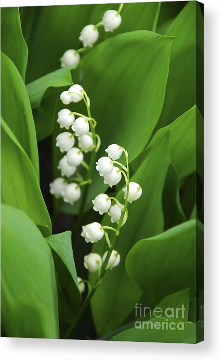 Lily Acrylic Print featuring the photograph Lily-of-the-valley by Elena Elisseeva