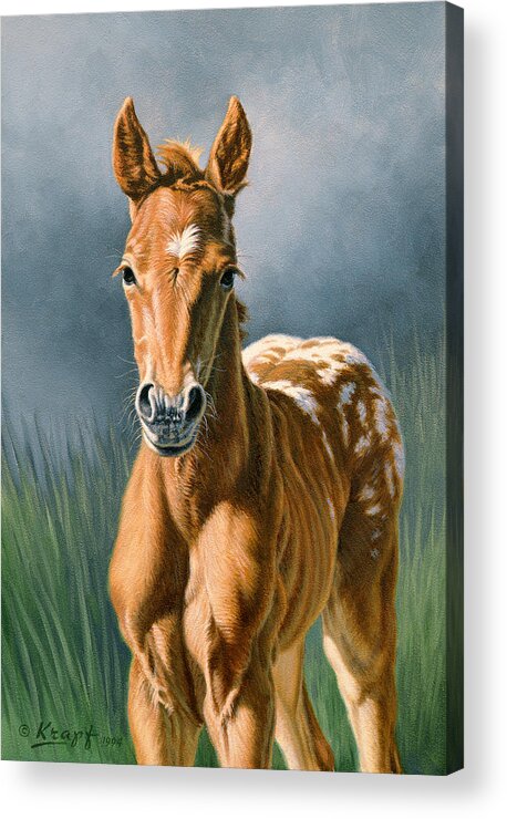 Foal Acrylic Print featuring the painting Little Appy by Paul Krapf