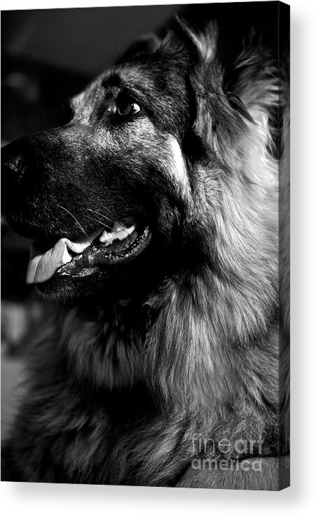 Kingshepherddog Acrylic Print featuring the photograph Portrait of a King Shepherd Dog by Frank J Casella