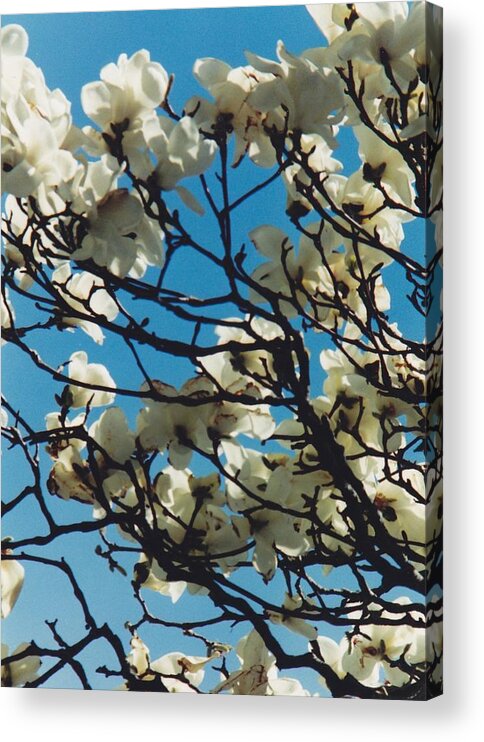 Nature Acrylic Print featuring the photograph Magnolia by Glenn Scano