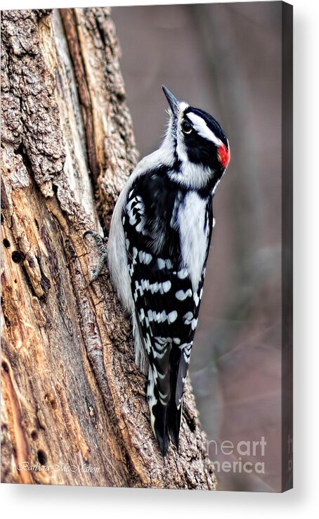 Downey Woodpecker Acrylic Print featuring the photograph Male Downy Woodpecker by Barbara McMahon