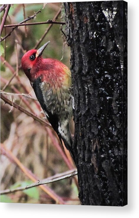 Wildlife Acrylic Print featuring the photograph Maple sap time by I'ina Van Lawick